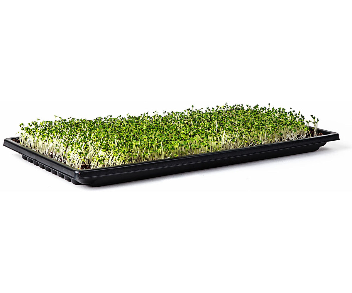 SunBlaster Double-Thick Microgreen Tray w/Holes, 10” x 20” x 1.25″ Deep