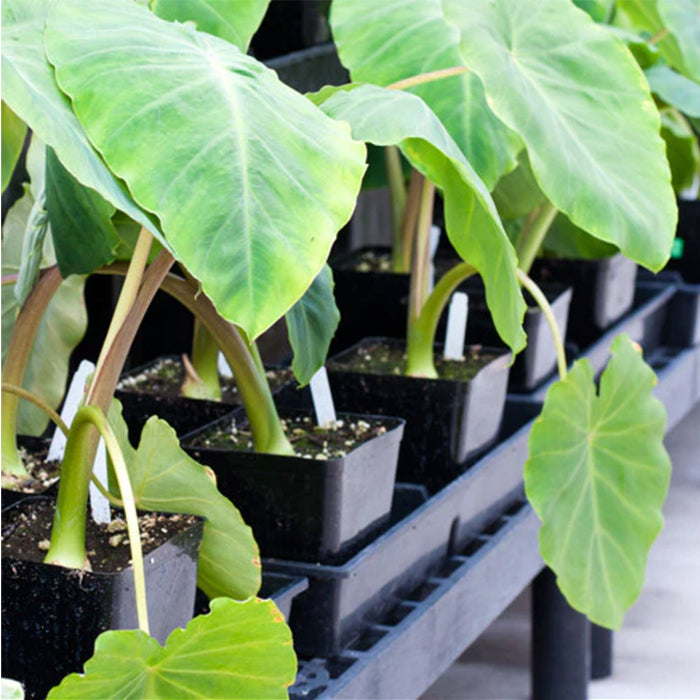 Carrier Tray 8 Site - Fits 5.5in Pots (10in x 20in)